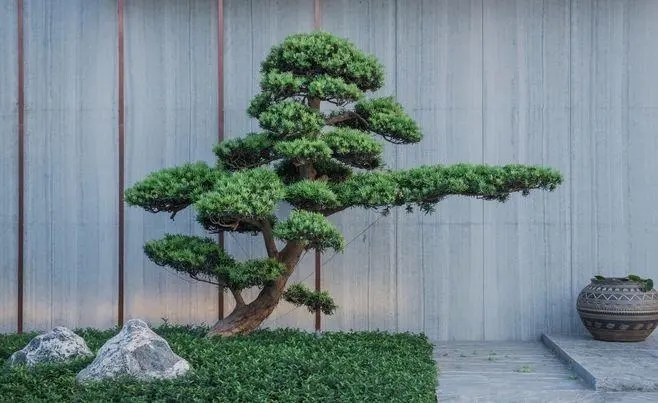 平遥景观松种植基地